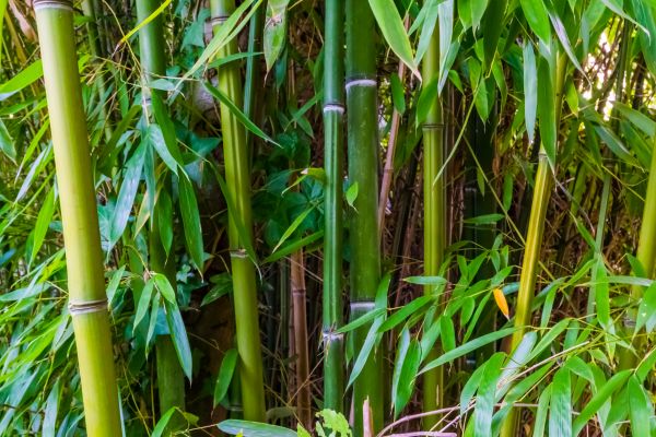Cost of Bamboo Trimming in Sheboygan