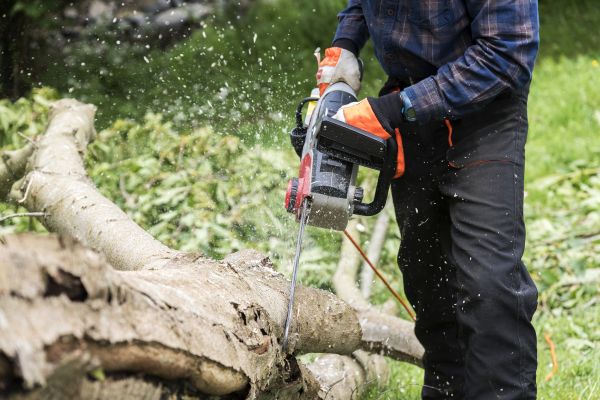 Cost of Branch Removal Service in Sheboygan