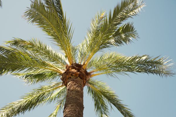Palm Tree Pruning in Sheboygan