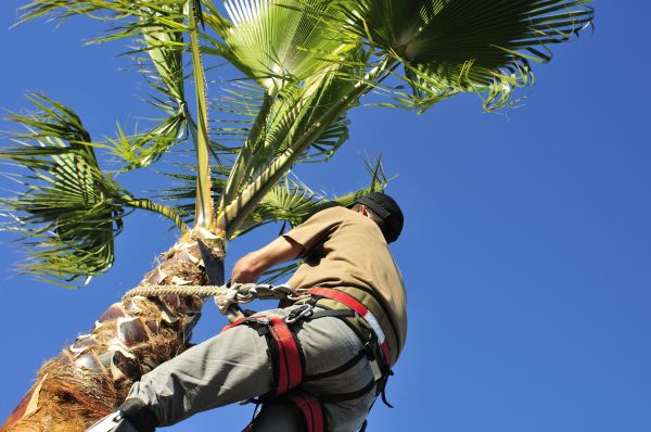 Palm Tree Trimming in Sheboygan