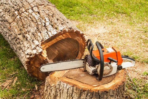 Tree Cutting Service in Sheboygan