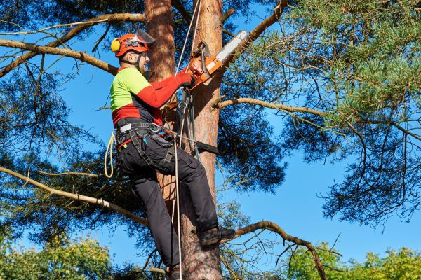 Tree Service in Sheboygan