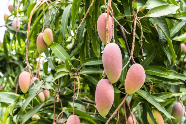 Cost of Mango Tree Trimming in Sheboygan