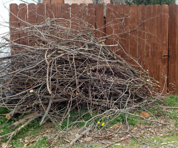 Cost of Dead Branch Removal in Sheboygan