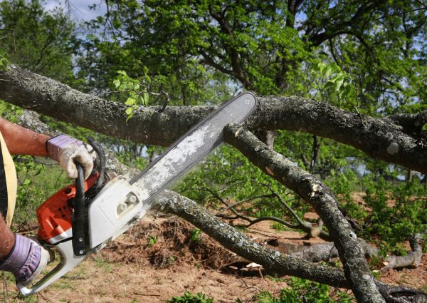 Cost of Tree Branch Cutting in Sheboygan