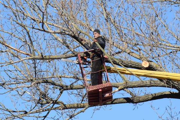 Cost of Emergency Tree Trimming in Sheboygan