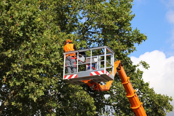 Commercial Tree Service in Sheboygan