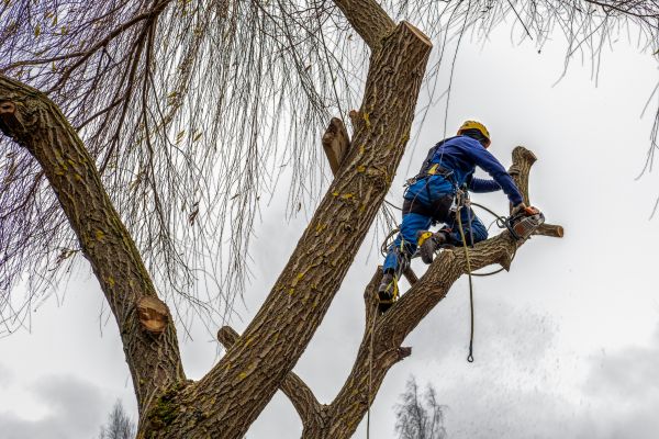Cost of Tree Maintenance Service in Sheboygan