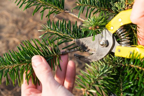 Pine Tree Pruning in Sheboygan