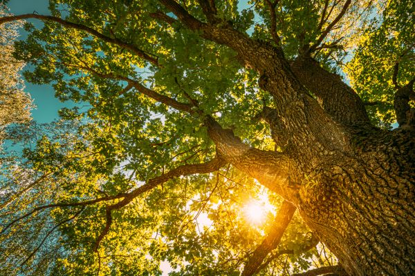 Oak Tree Pruning in Sheboygan