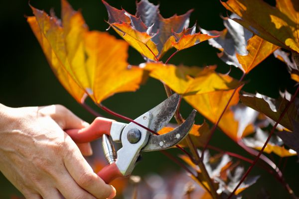 Maple Tree Pruning in Sheboygan