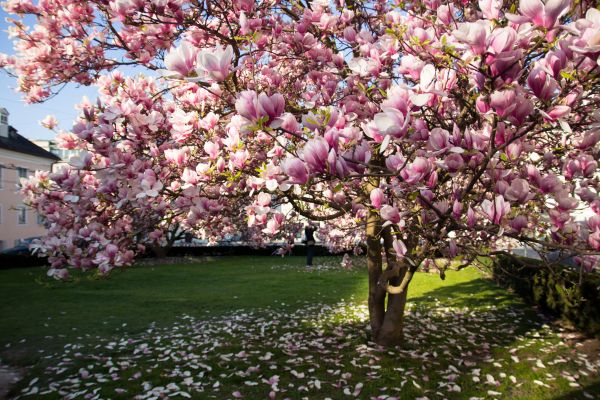 Cost of Magnolia Tree Pruning in Sheboygan