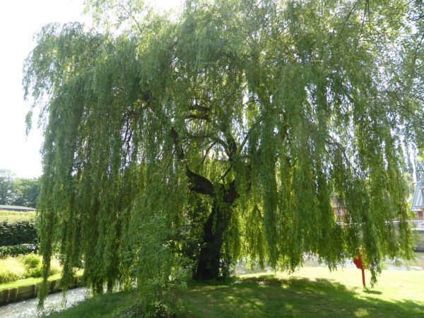 Cost of Willow Tree Trimming in Sheboygan