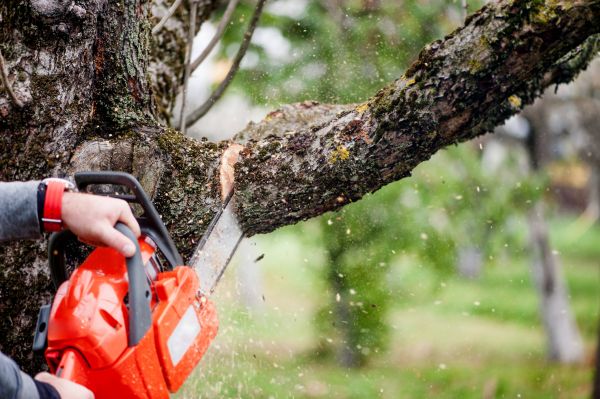 Tree Limbs Removal in Sheboygan