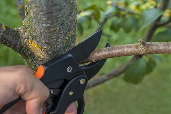 Cost of Tree Limb Cutting in Sheboygan