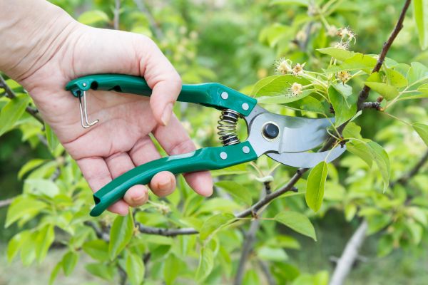 Pear Tree Pruning in Sheboygan