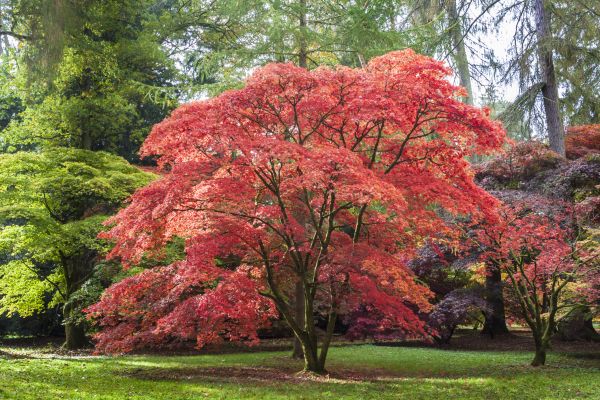 Japanese Maple Pruning in Sheboygan
