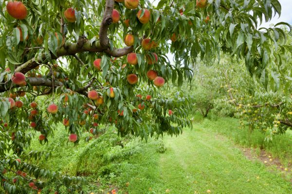 Peach Tree Pruning in Sheboygan