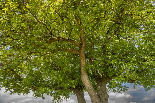 Cost of Walnut Tree Trimming in Sheboygan