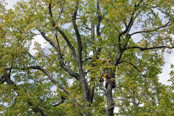 Cost of Tree Crown Shaping in Sheboygan