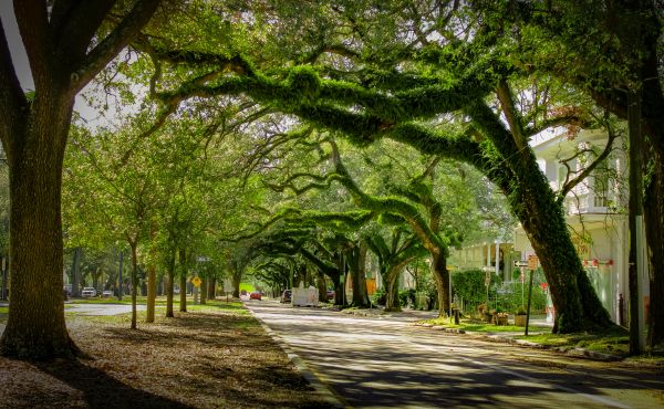 Cost of Tree Canopy Thinning in Sheboygan