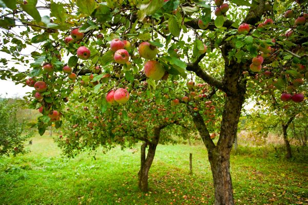 Cost of Apple Tree Pruning in Sheboygan