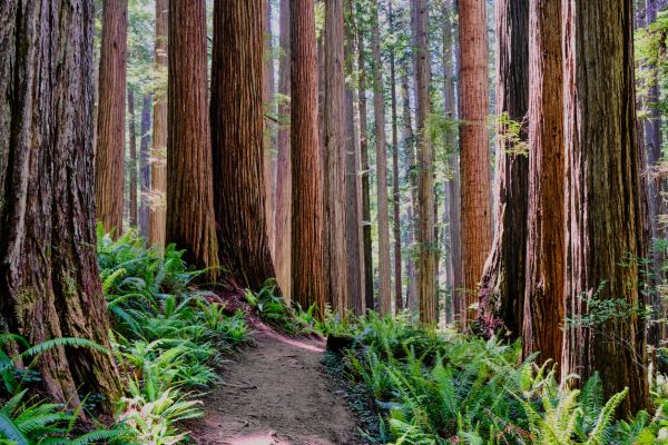 Cost of Redwood Tree Trimming in Sheboygan