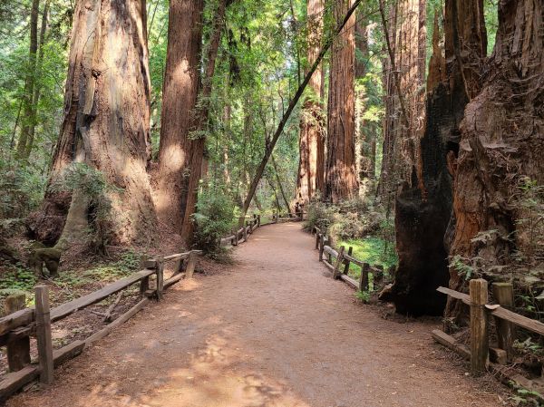 Cost of Redwood Tree Pruning in Sheboygan