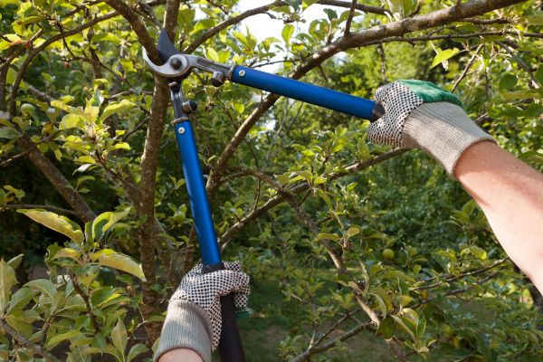 Cost of Residential Tree Pruning in Sheboygan