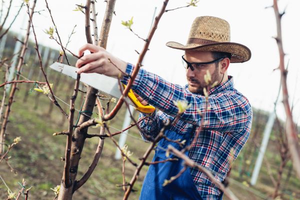 Cost of Orchard Tree Pruning in Sheboygan