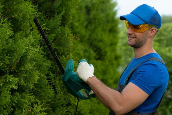 Cost of Tree Shaping Service in Sheboygan
