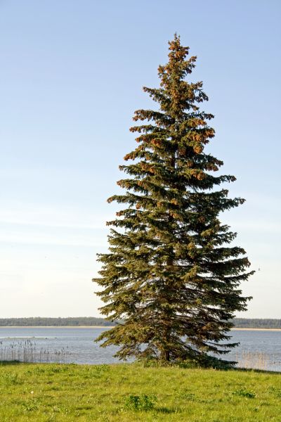 Cost of Spruce Tree Pruning in Sheboygan