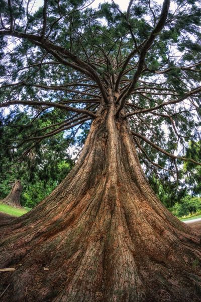 Cost of Cedar Tree Pruning in Sheboygan