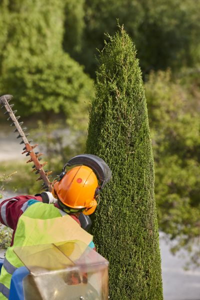 Cost of Cypress Tree Trimming in Sheboygan