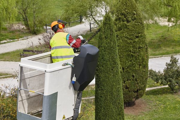 Cost of Cypress Tree Pruning in Sheboygan