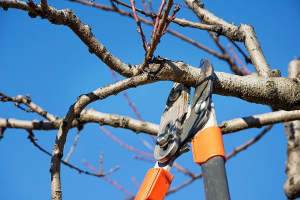 Peach Tree Trimming in Sheboygan