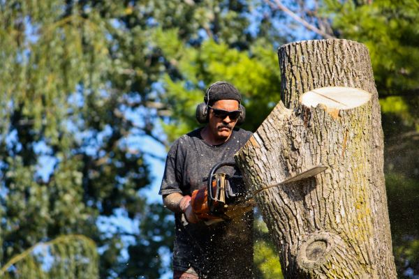 Cost of Ash Tree Pruning in Sheboygan