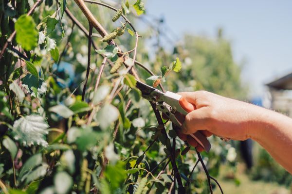 Cost of Birch Tree Pruning in Sheboygan