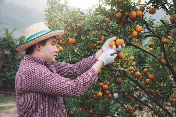Cost of Orange Tree Pruning in Sheboygan