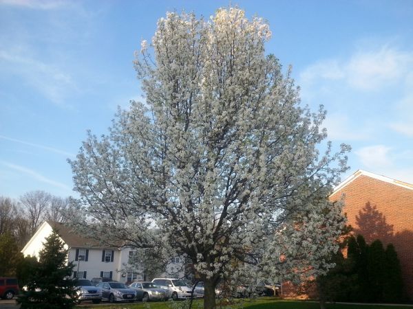 Cost of Bradford Pear Tree Pruning in Sheboygan