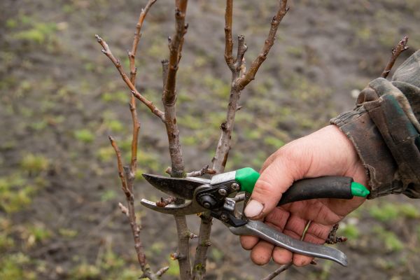 Pear Trees Pruning in Sheboygan