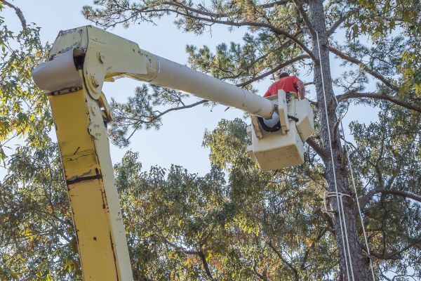 Cost of Limbs Trimming in Sheboygan