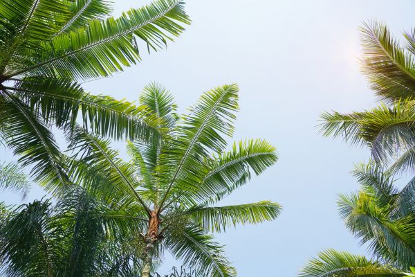 Cost of Queen Palm Tree Trimming in Sheboygan