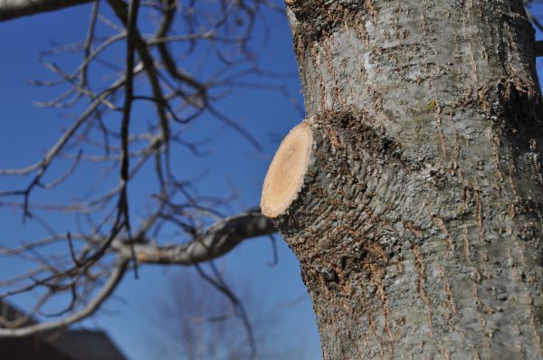 Cost of Limb Pruning in Sheboygan