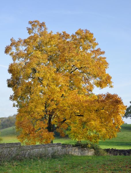 Cost of Hickory Tree Trimming in Sheboygan