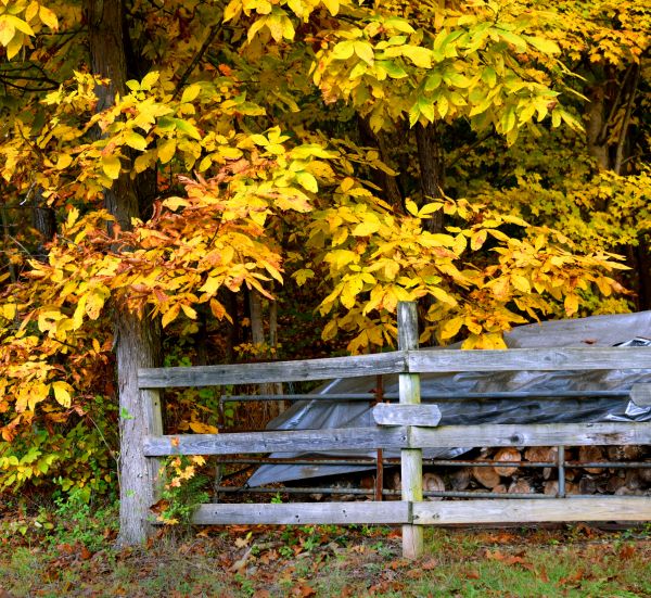 Cost of Hickory Tree Pruning in Sheboygan