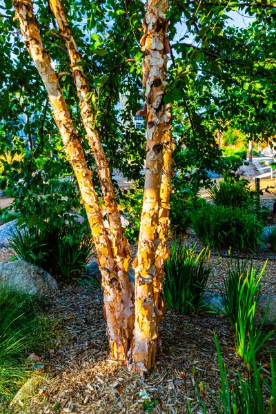Cost of River Birch Trimming in Sheboygan