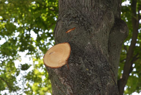 Cost of Limb Cutting in Sheboygan