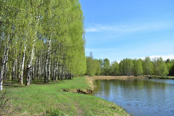 Cost of River Birch Pruning in Sheboygan