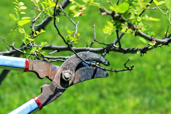 Cost of Branches Pruning in Sheboygan